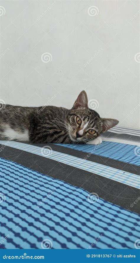 The Cat is Relaxing on the Bed Stock Image - Image of funny, cute ...