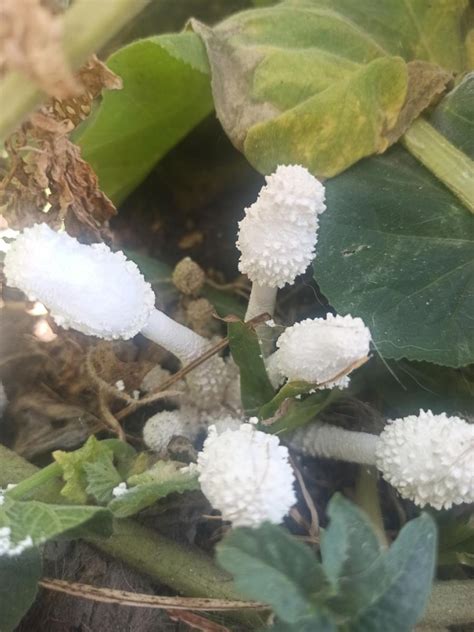 Leucocoprinus Cretaceus EcoRegistros