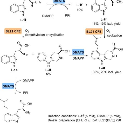 Scheme 3. Possible reaction pathways transforming L-abrine (1 f) via... | Download Scientific ...