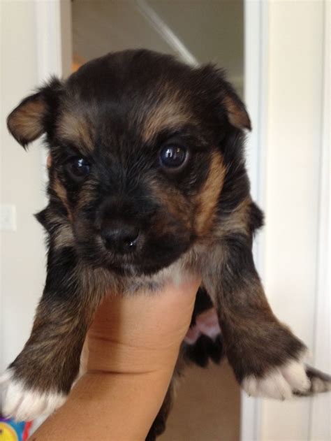 19 best Jack Russell Yorkie Mix images on Pinterest | Doggies, Puppies ...