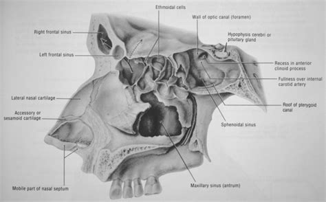 Sagittal Ethmoid Sinus