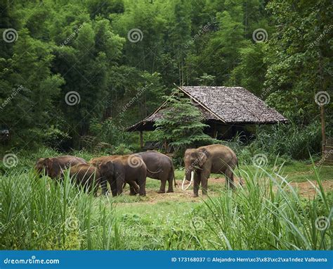 Asian Elephant Herd in a Sanctuary. Stock Image - Image of group, asian ...