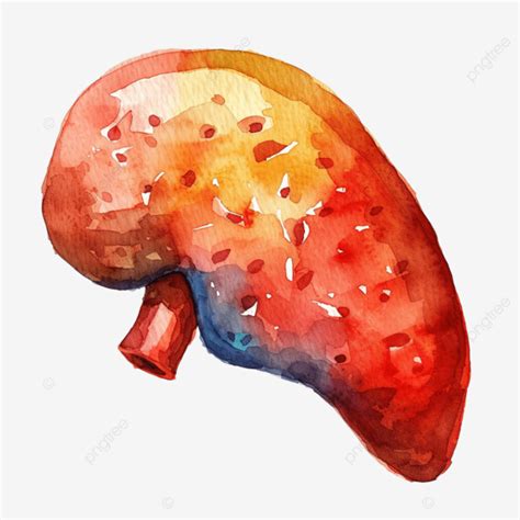 liver watercolor clip art liver watercolor organs png transparent