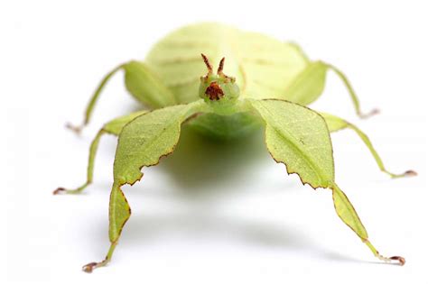 コノハムシ | 虫の写真と生態なら昆虫写真図鑑「ムシミル」