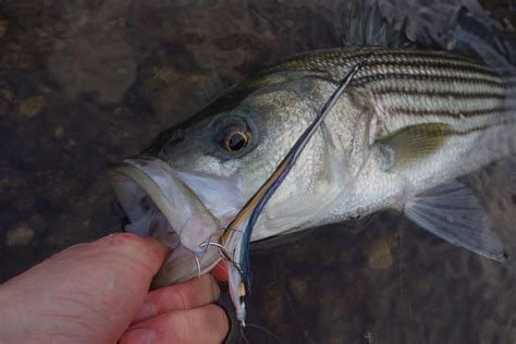 Connecticut Fly Angler Convergence My 40 Inch Striper On The Fly