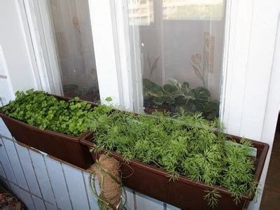 Как выращивать зелень на подоконнике круглый год: виды растений для ...