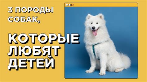ТОП 3 добрых пород собак, которые любят детей - YouTube