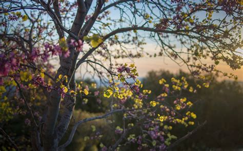 Pink Blossom Tree Mac Wallpaper Download | AllMacWallpaper