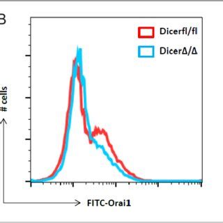 Dicer Δ Δ mice have decreased calcium influx SOCE in ex vivo isolated