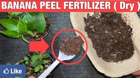 How To Make Banana Peel Fertilizer Homemade Fertilizer For Plants