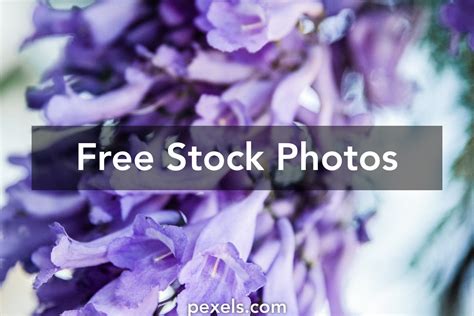 Jacaranda Flowers Photos, Download The BEST Free Jacaranda Flowers ...