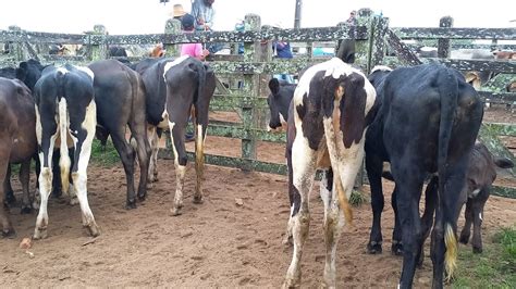 Feira Das Bezerras E Novilhas Capoeiras Pe 19 05 2023 YouTube