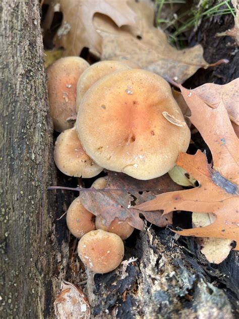 Honey Mushroom From Huron Manistee National Forests Walkerville Mi