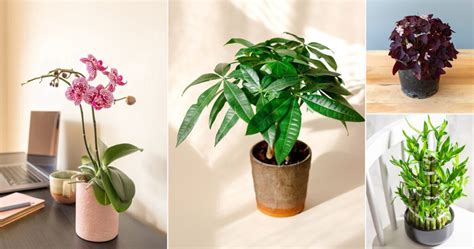 Best Feng Shui Plants That Can Bring Good Luck Wealth For Your Home