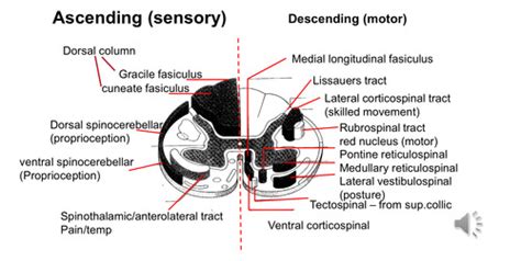 Structure And Function Of The Somatosensory System Lecture Flashcards