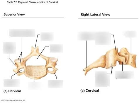 MSK Week 1 Cervical Vertebra Superior And Lateral View Diagram Quizlet