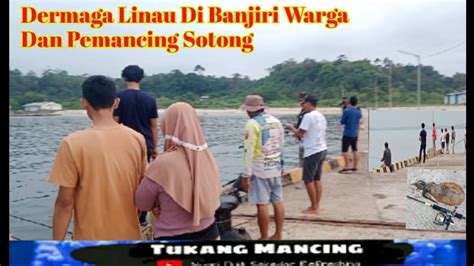 Dermaga Linau Dibanjiri Warga Dan Pemancing Sotong Pbbraflesiafishing