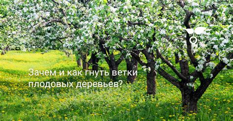 Зачем и как отгибать ветки плодовых деревьев? Фото — Ботаничка