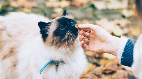 Best Cat Treats Of 2020 Reviews And Buying Guide