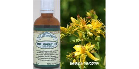 St Johns Wort Organic Tincture Hypericum Perforatum