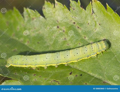 Insect Caterpillar Tomato Moth Stock Photo - Image of butterfly, green: 58883860