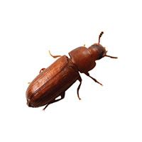 Confused Flour Beetle Identification & Behavior | Batzner Pest Control