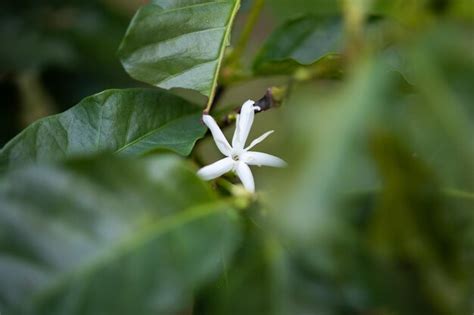 Premium Photo | White flower in coffee tree close up