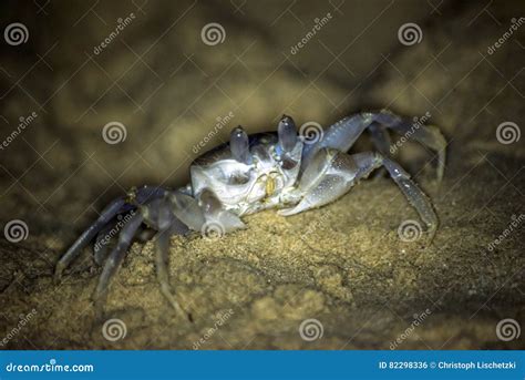 Crab Crawling On The Sand Beach In Oman Salalah Nature Background 2