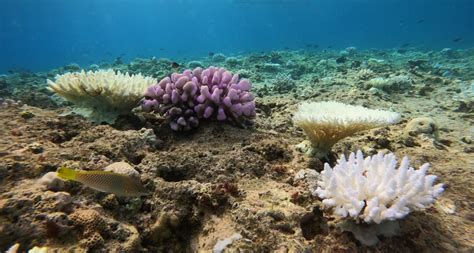 lakshadweep worst affected  coral bleaching  indias coastline
