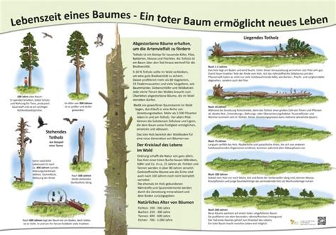 Lehrtafeln Rund Um Das Thema Wald Flora Und Fauna Im Wald Natur Im