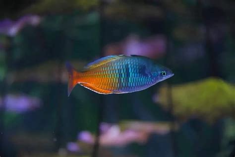 10 Different Types of Rainbowfish – Nayturr