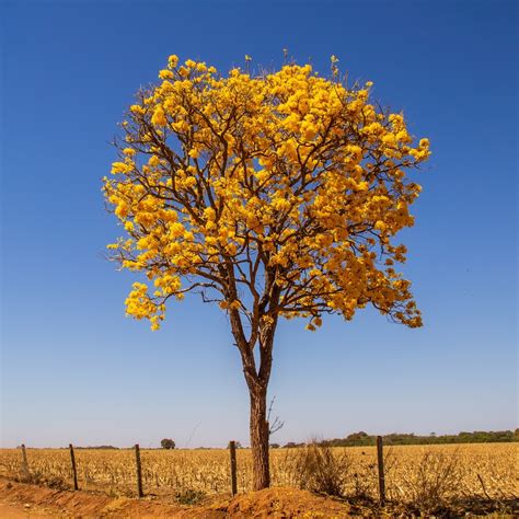 Ipê Amarelo Oxieco Plante uma árvore