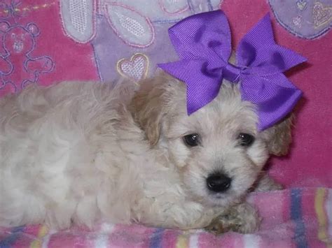 Best Maltipoo Breeders And Puppies For Sale In Texas Chihulife