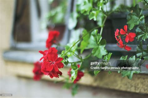 Red Geraniums High-Res Stock Photo - Getty Images