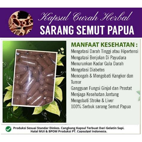 Jual Sarang Semut Papua 100 Kapsul Curah Herbal Shopee Indonesia