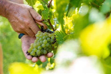 Le Domaine Champagne Philippe Gonet