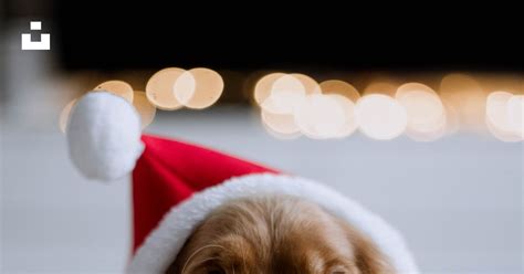 A dog wearing a santa hat photo – Free Cute Image on Unsplash