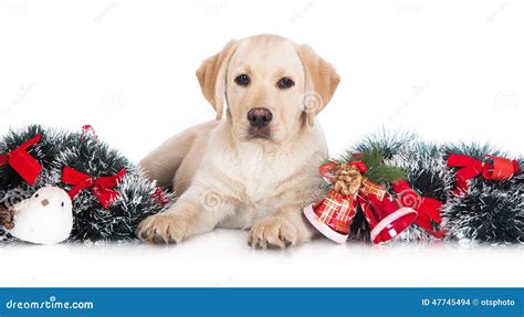 Yellow Labrador Puppy With Christmas Decorations Stock Photo Image Of