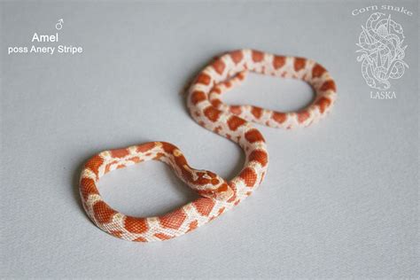 Маисовый полоз - Pantherophis guttatus