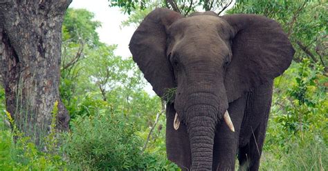 Elefant Trampelt Mutma Lichen Wilderer In S Dafrika Zu Tode Nw De