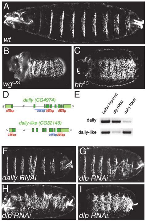 RNAi Silencing Of Dally Like But Not Dally Generates A Segment Polarity