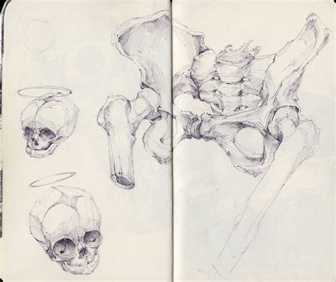 Pelvis With Fetal Skulls By Sketchbooknoir On Deviantart Skull Art