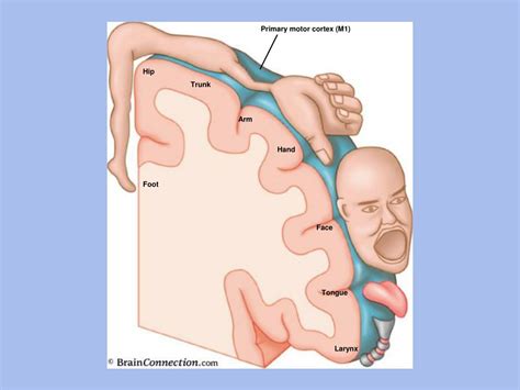 Ppt Postsynaptic Neuron Powerpoint Presentation Free Download Id 394585