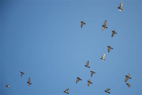 Free photo "Birds flying high"