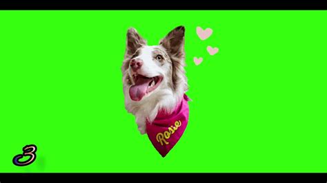 Подборка Собак - Футаж | ♡ | 🐺💝 - YouTube