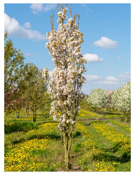 Prunus Serrulata Amanogawa Cerisier Des Collines Du Japon Amanogawa