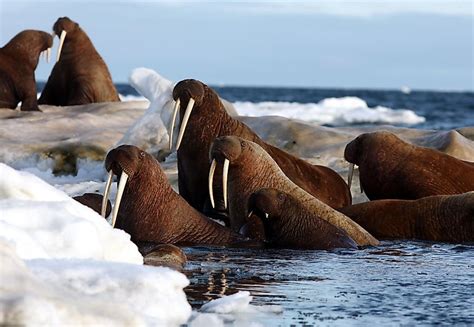 Chukchi Sea - WorldAtlas