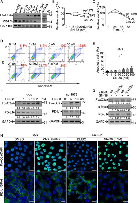 Sn An Active Metabolite Of Irinotecan Enhances Antipd Treatment