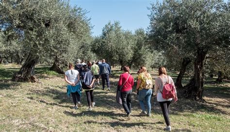 Il 30 ottobre è la Giornata della Camminata tra gli olivi