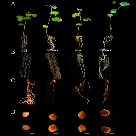 Effect of GsIMaT2 gene overexpression on soybean root nodulation. Roots ... 